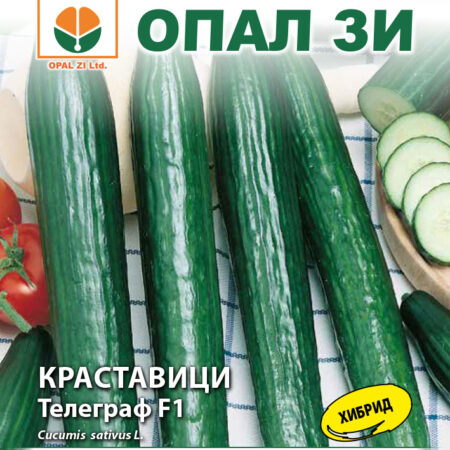 Краставици Телеграф F1