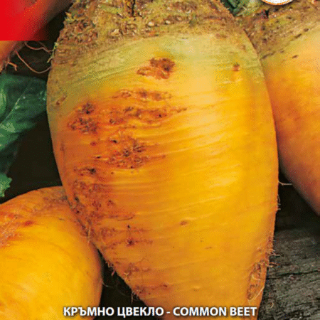 Кръмно цвекло