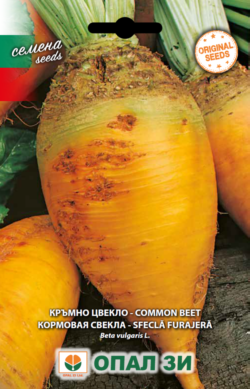 Кръмно цвекло
