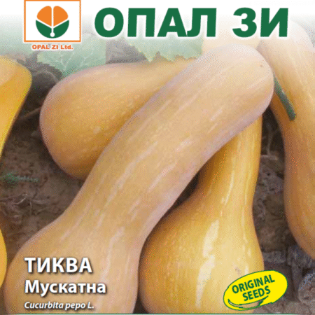 Тиква Мускатна